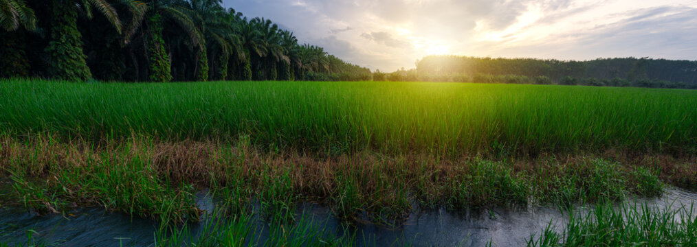 Rice field with sunrise or sunset in moning light