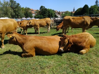 Feria de ganado en Comillas, Cantabria