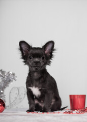 Small black chihuahua puppy sits upright, centered portrait with white chest patch, clean backdrop, holiday studio composition.	Front view, forward ears, calm gaze, vertical frame, copy space above
