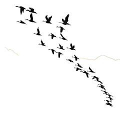 birds in flight