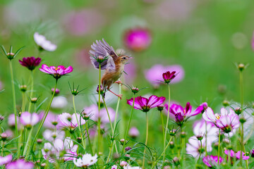 コスモスの中で羽を広げるセッカ
