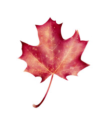 Fototapeta premium Red maple leaves in autumn colors, digital watercolor drawing. Perfect for fall design, greeting cards, packaging, fabric prints, scrapbooking, invitations and seasonal decoration.