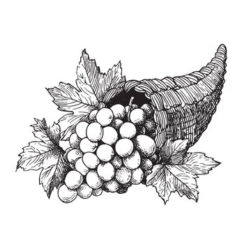  Vintage sketch of a cornucopia overflowing with grapes and leaves.