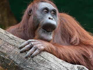 Naklejka premium Close-Up of an Orangutan Playing with Its Mouth while Holding a Log in Its Natural Habitat