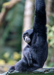 Black Siamang Monkey Hangs Gracefully on a Rope in its Natural Green Forest Habitat