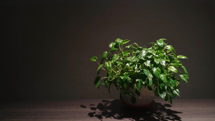A minimalist indoor scene featuring a healthy potted plant with lush green foliage placed on a dark wooden surface.