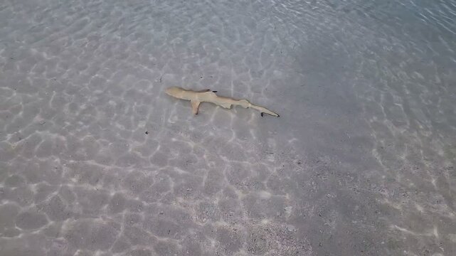 Baby shark swimming along the shore in Maldives