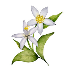 Fototapeta premium Lemon flowers with green leaves. Botanical watercolor illustration on white background. Perfect for labels, packaging, cards, seamless patterns, wedding and summer design projects.