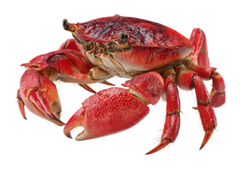 Vibrant red crab on display coastal shoreline wildlife isolated on transparent background