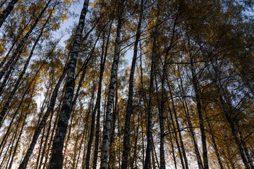 Fototapeta premium Tall birch tree trunks with yellow autumn foliage against a blue sky. Nature background for seasonal designs and posters.