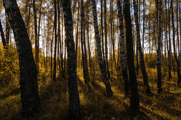 Fototapeta premium Sun setting through birch tree trunks in forest. Golden light illuminating autumn landscape in grove. Natural scenic view for wallpaper design.