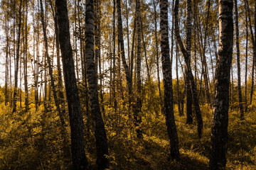 Obraz premium Sun setting through birch tree trunks in forest. Golden light illuminating autumn landscape in grove. Natural scenic view for wallpaper design.
