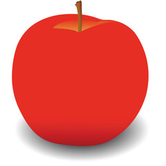 Apple fruit realistic vector illustration