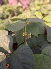 peanut plant flowers