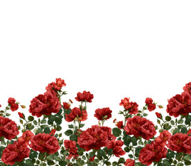 Fototapeta premium Blooming red roses border floral design nature artistic isolated on transparent background