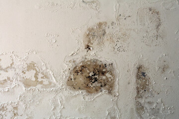Wall with Damp Stains and Saltpeter Efflorescence Caused by Rising Capillary Moisture