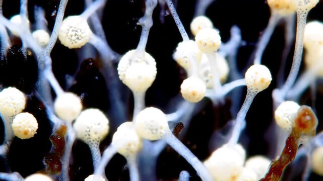 Closeup macro shot of a slime mold Myxomycetes with numerous sporangia showcasing the intricate biological structures and the fascinating life cycle of these unique organisms in a natural environment.