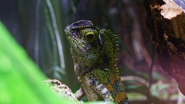 A colorful Chameleon Forest Dragon or Gonocephalus chamaeleontinus close-up in a humid environment. Also known as the Anglehead Lizard or Hump-Headed Lizard