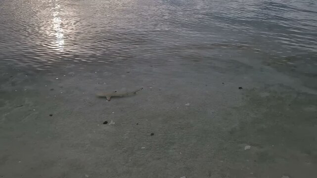 Baby shark swimming along the shore in Maldives