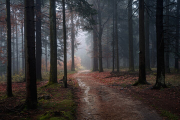 Naklejka premium Dreamy mystical forest covered in fog and mist with orange autumn leaves and enchanted trees in a peaceful moody woodland landscape