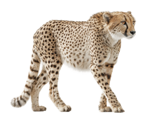 Cheetah in motion african savanna wildlife natural habitat isolated on transparent background