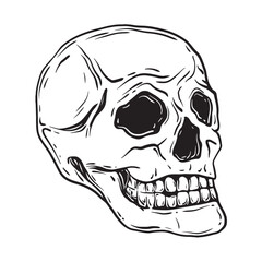 Sketch of human skull. Hand drawn ink vector illustration of human bones. Linear graphic elements cranium for design isolated on white background.
