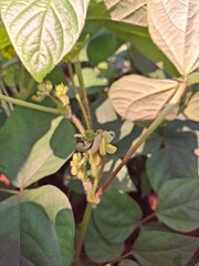 peanut plant flowers