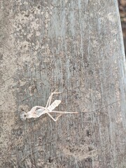 The shed exoskeleton of a praying mantis, a process known as molting or ecdysis.