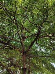 Fototapeta premium Majestic green tree with sprawling branches and lush foliage, showcasing natural forest beauty, vibrant woodland landscape, and peaceful outdoor environment for ecology and nature themes.