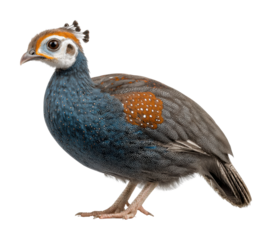 Quail bird in captivating colors detailed view isolated on transparent background