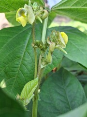 peanut plant flowers