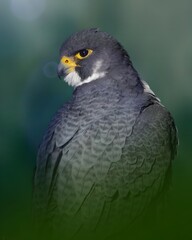 Close-up portrait of a Peregrine Falcon with dark gray plumage, bright yellow eyes, and white cheek patches. Green bokeh background.