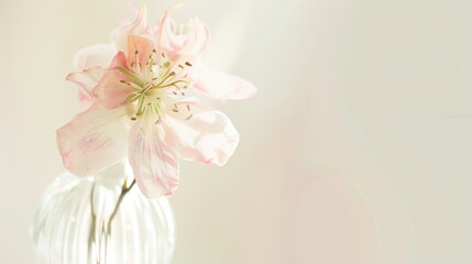 Spring & Summer Floral Beauty: Pink Roses, Purple Peonies, and Daisy Bouquets in Garden Arrangements