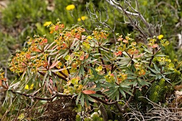 Papilari Spurge (Sonchus arvensis) on Marettimo Island, Aegadian Islands. Sicily. Italy. Europe.