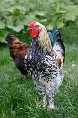 Colorful young rooster outdoors on green grass