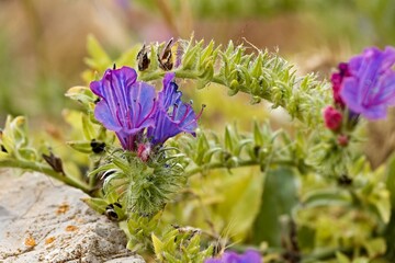 Common Centaury (Centaurium erythraea) on Marettimo Island, Aegadian Islands. Sicily. Italy. Europe.