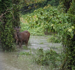 Deer standing in flooded rainforest during heavy rain in the Chitwan National Park in Nepal