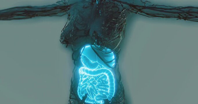 This visual representation showcases the human digestive system with a focus on its anatomy, including the stomach, intestines, and connected organs, presented in a vibrant design.