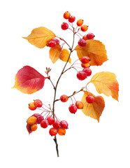 Vibrant autumn foliage with berries nature still life isolated on transparent background