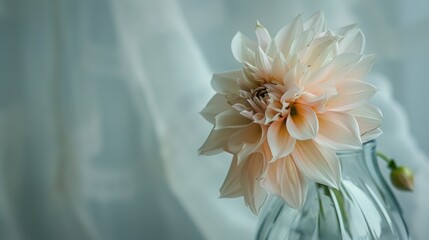 Spring & Summer Floral Beauty: Pink Roses, Purple Peonies, and Daisy Bouquets in Garden Arrangements