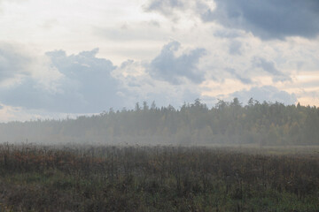 Obraz premium A serene, foggy field characterized by lush grasses, accompanied by a backdrop of tall trees under a vast, cloudy sky above