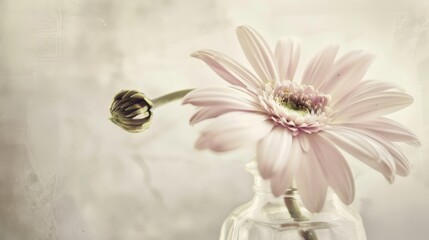 Spring & Summer Floral Beauty: Pink Roses, Purple Peonies, and Daisy Bouquets in Garden Arrangements