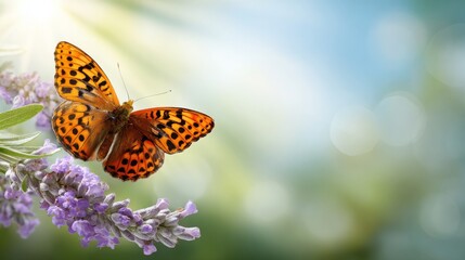 Obraz premium Sunny summer nature background with fly butterfly and lavender flowers with sunlight and bokeh. Outdoor nature banner