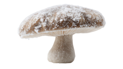 Frosted mushroom cap background isolated on a Transparent background, PNG file.