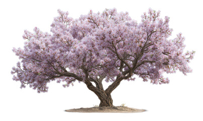 Subtle Pastel Tones of Flowering Almond Tree in Blooming Season Isolate on Transparent Background, png