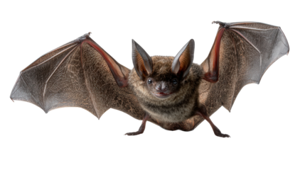 Glow-in-the-dark bat background isolated on a Transparent background, PNG file.