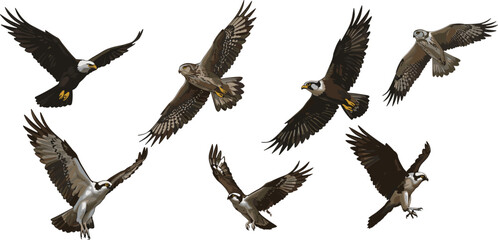 Birds of prey in flight and landing, raptor illustrations, eagle hawk osprey species, wildlife art, nature, feathers, talons, wings