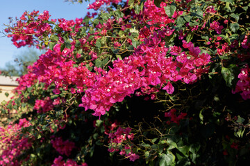 Beautiful pink flowers of bougainvillea in sunlight. High quality photo