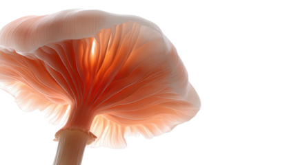 Glowing mushroom background isolated on a Transparent background, PNG file.