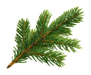 Spruce branch harvesting evergreen forest nature isolated on transparent background